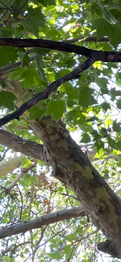 bark peeling off the sycamore tree
