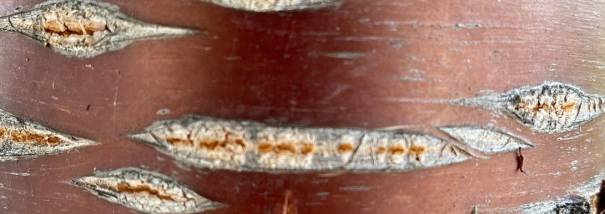 red bark of birch bark cherry tree with it's stretch marks that look like mouths telling stories