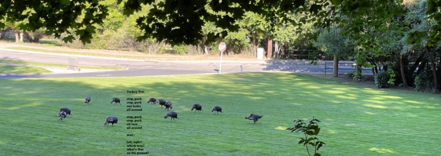 turkeys in Cole Park