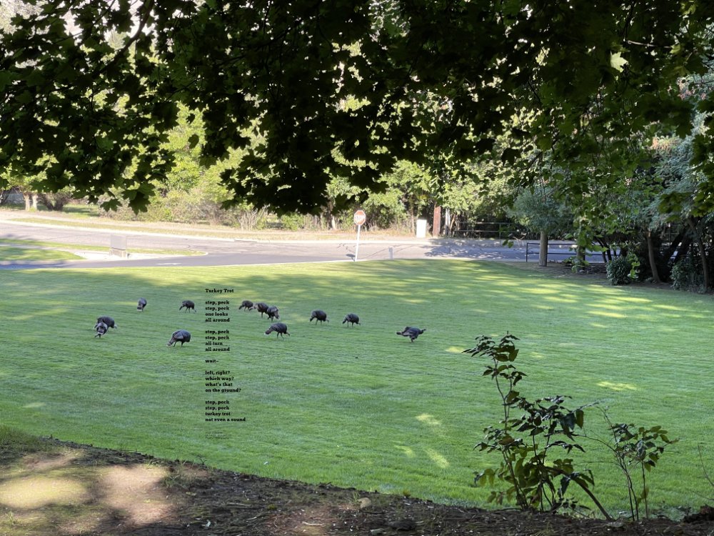 Turkeys in Cole Park