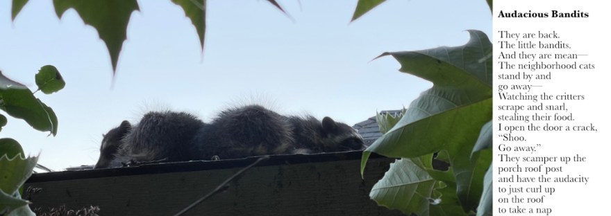 raccoons napping on the roof after stealing the cat food