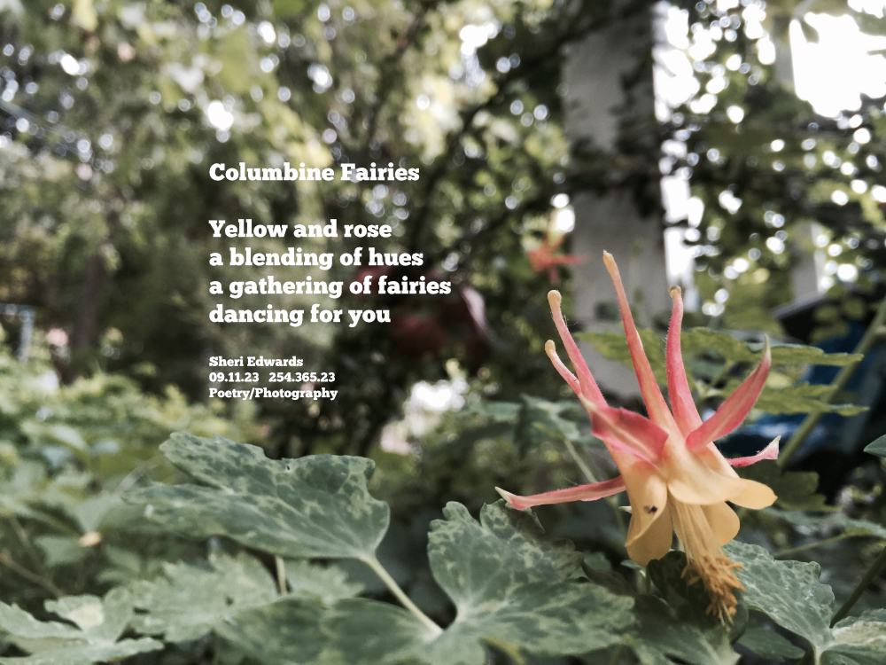 a columbine looks like a gathering of fairies