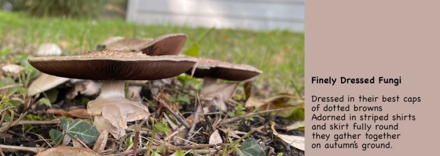 mushrooms in full bloom