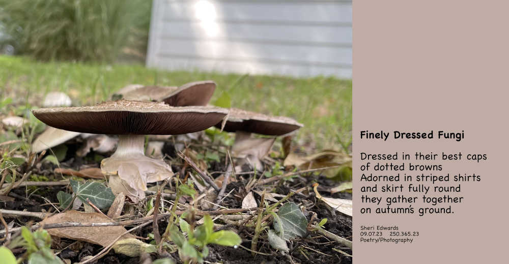 mushrooms in full bloom