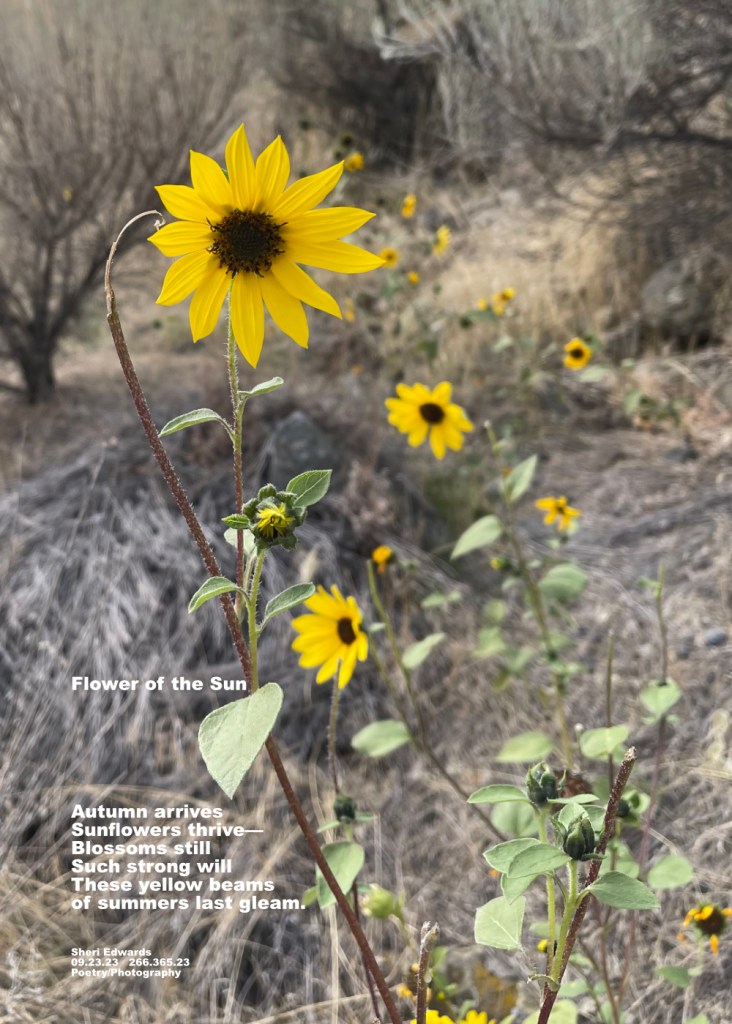 sunflowers on Crescent Bay in late September