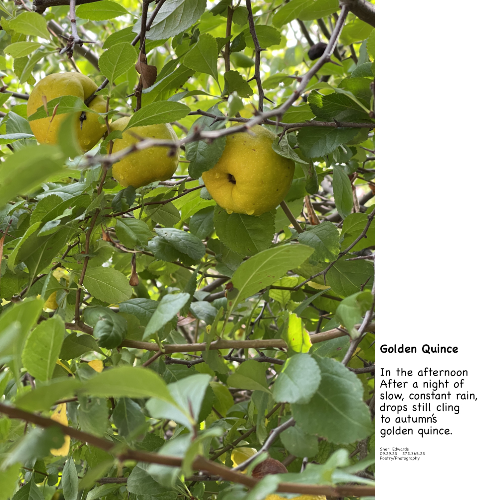 Quince on an autumn afternoon after a night of rain still hold the raindrops.
