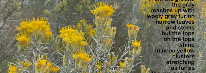 rabbitbrush at Steamboat Rock State Park