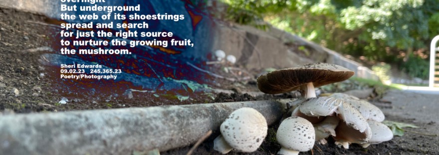 Mushrooms pop up along the path of our daily walk