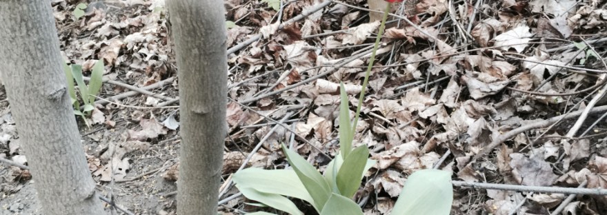 one red tulip among the decaying leaves of last autumn