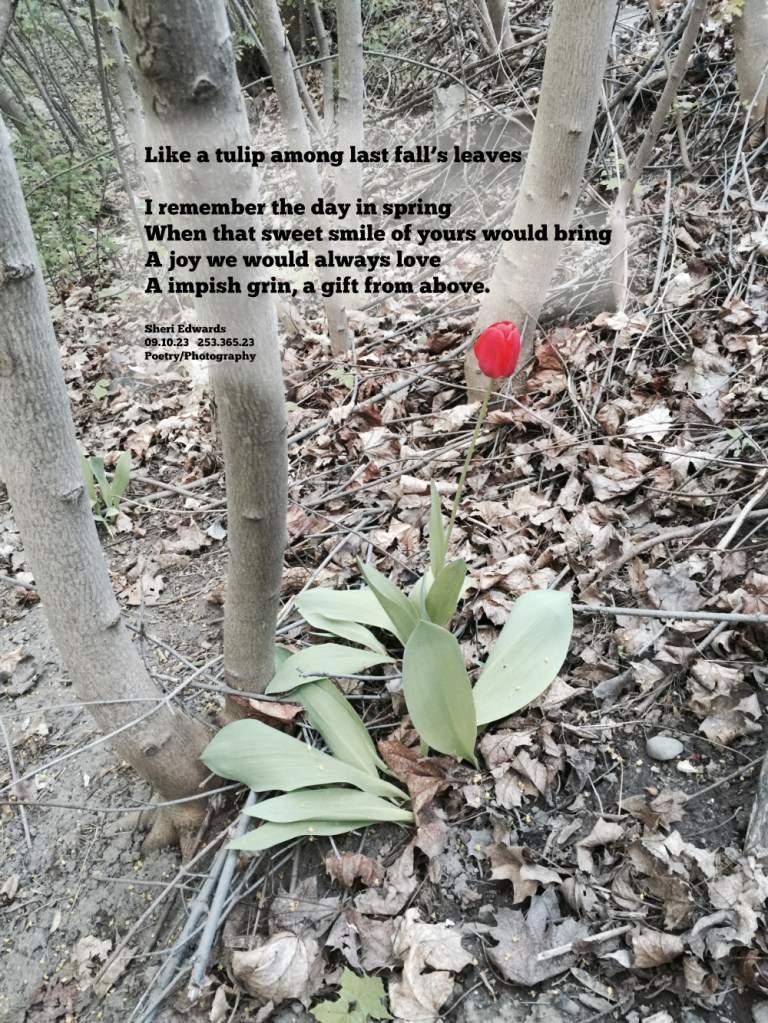 one red tulip among the decaying leaves of last autumn