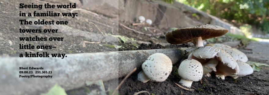 mushrooms looking like a family, gathered together around the older