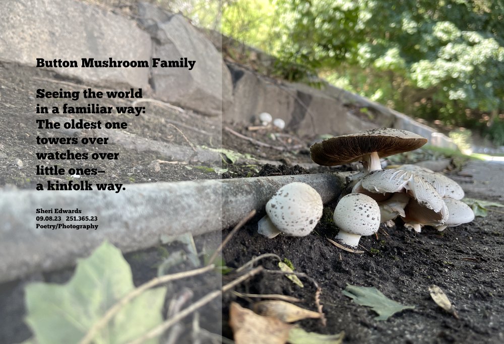 mushrooms looking like a family, gathered together around the older
