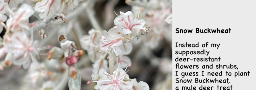 Snow buckwheat found by the side of the dirt road at Crescent Bay on Lake Roosevelt