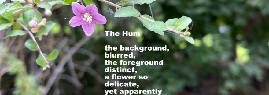 a flower distinct in the foreground with foliage blurred in the background