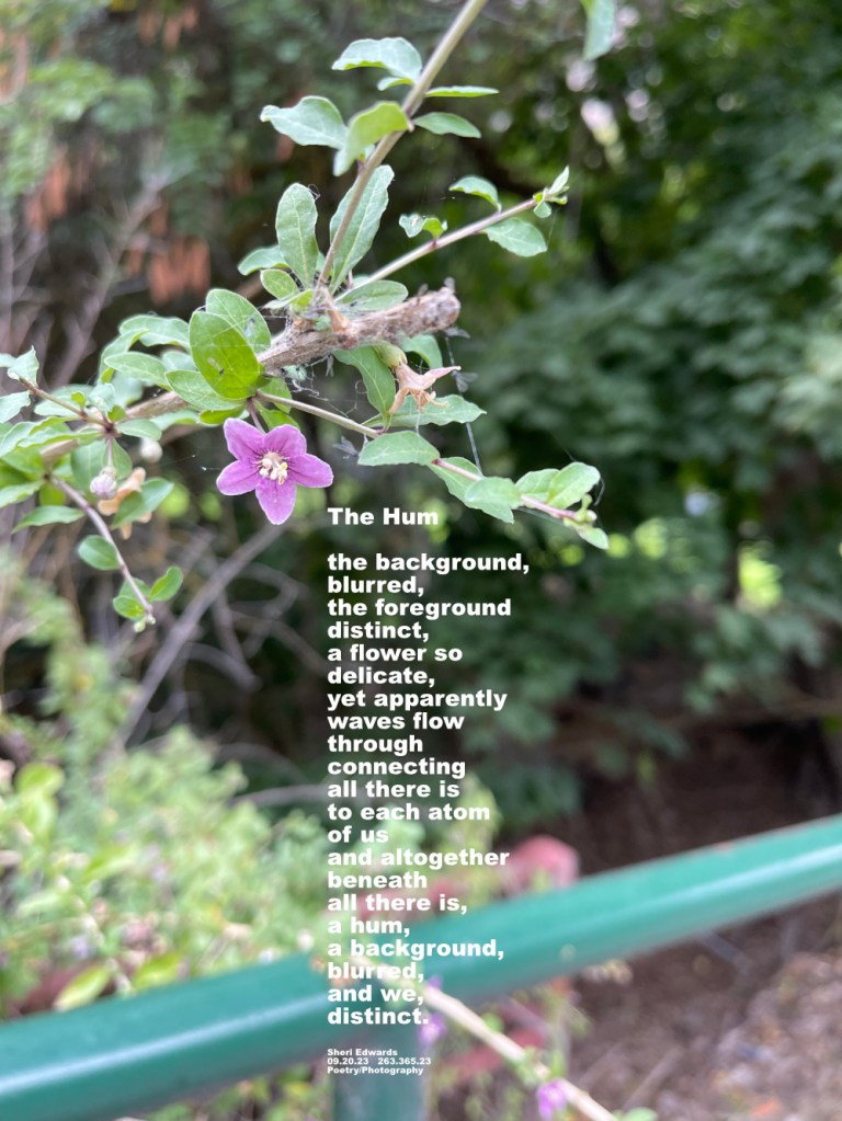 a flower distinct in the foreground with foliage blurred in the background