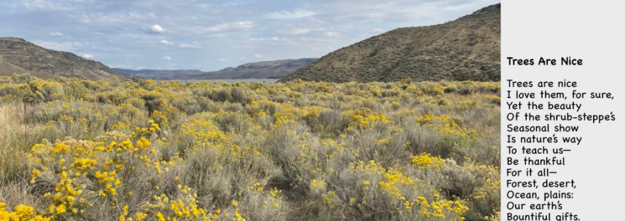 Rabbitbrush on the shrub-steppe ecosystem of eastern Washington near Lake Roosevelt.