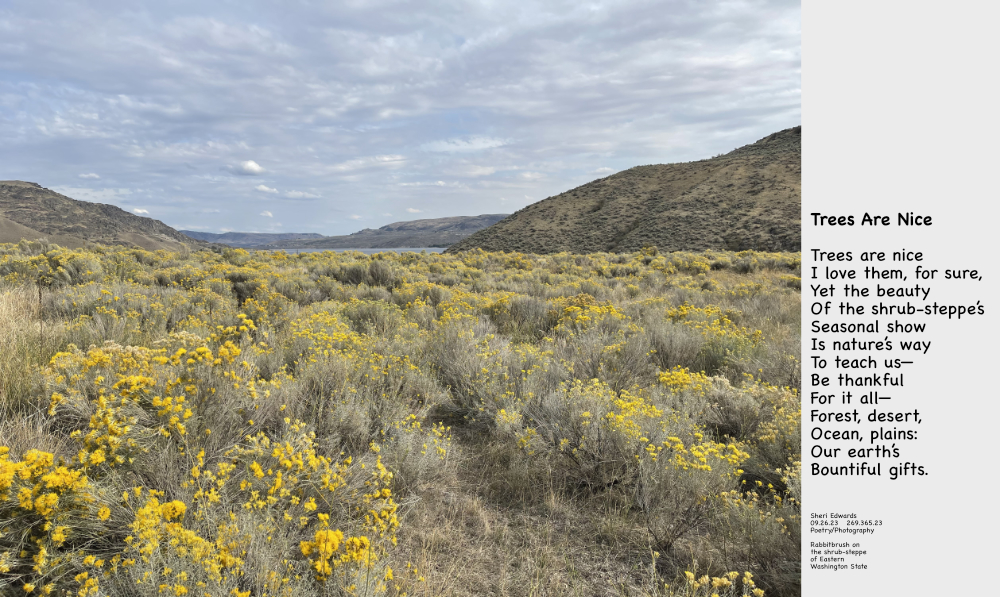 Rabbitbrush on the shrub-steppe ecosystem of eastern Washington near Lake Roosevelt.