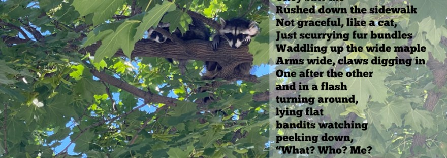 two little raccoons in the maple tree