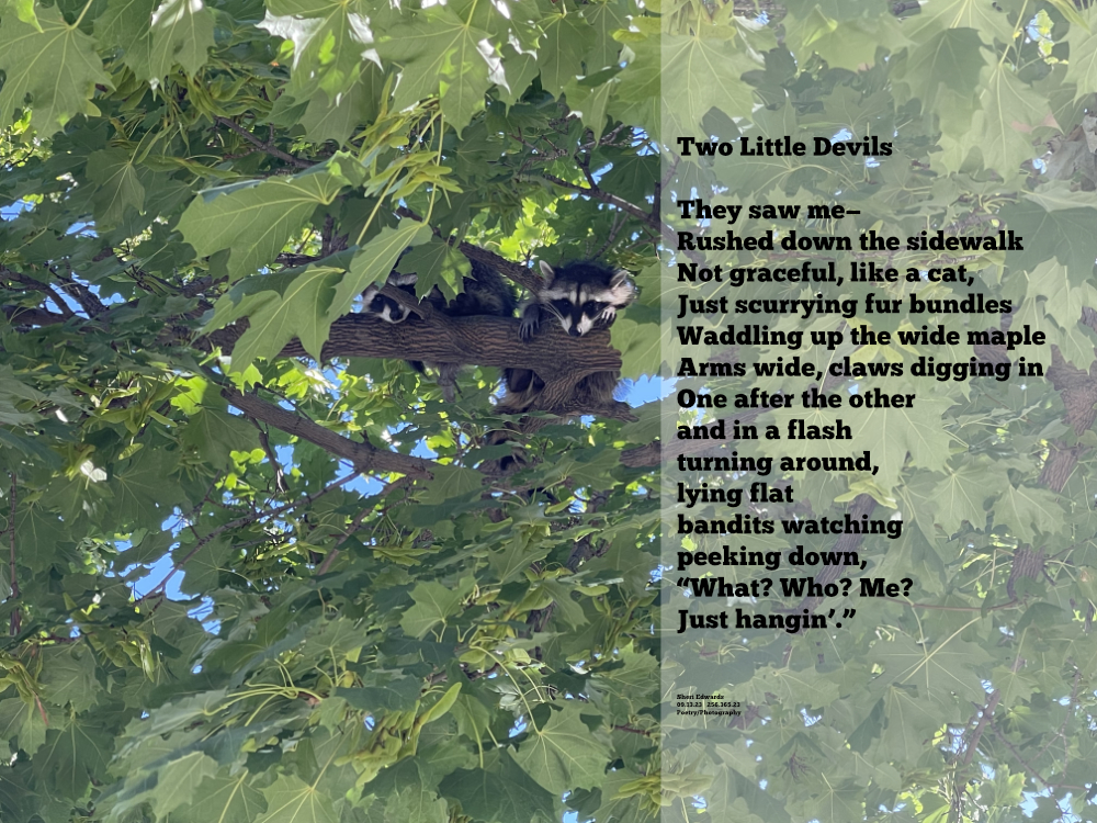 two little raccoons in the maple tree