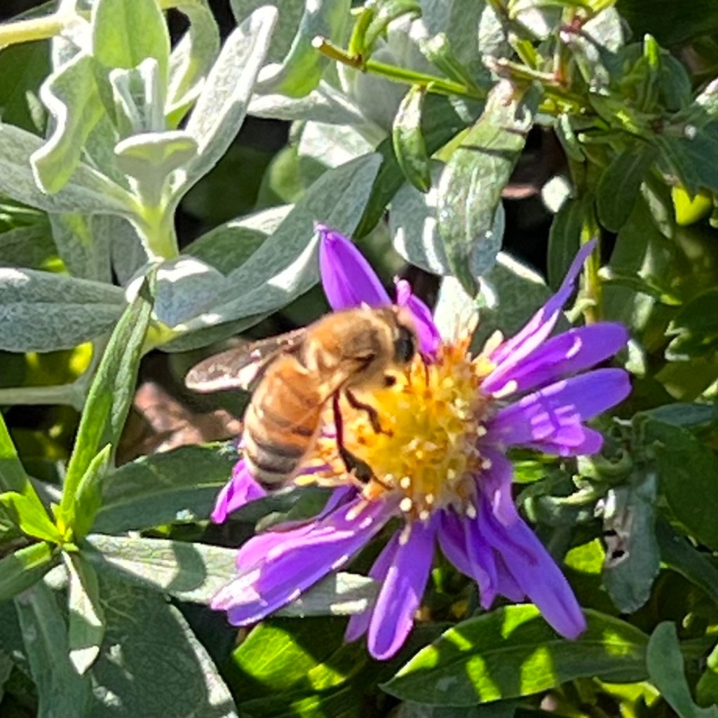 bee on purple flower with yellow center
