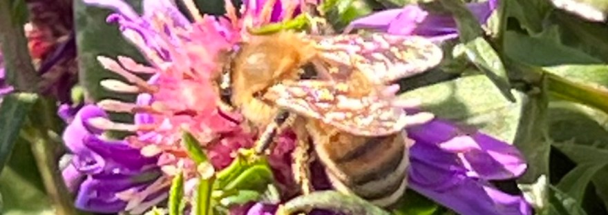 honeybee on purple flower