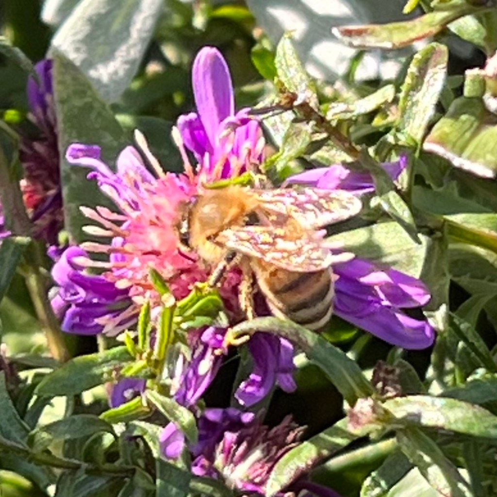 bee on purple flower