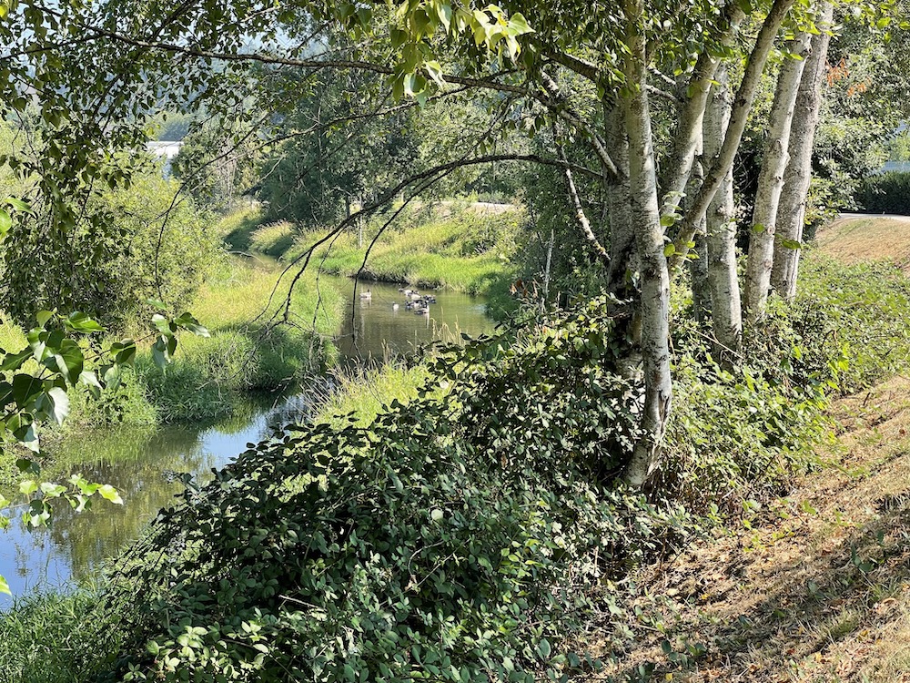Bothell, WA Wetlands: still waters with geese