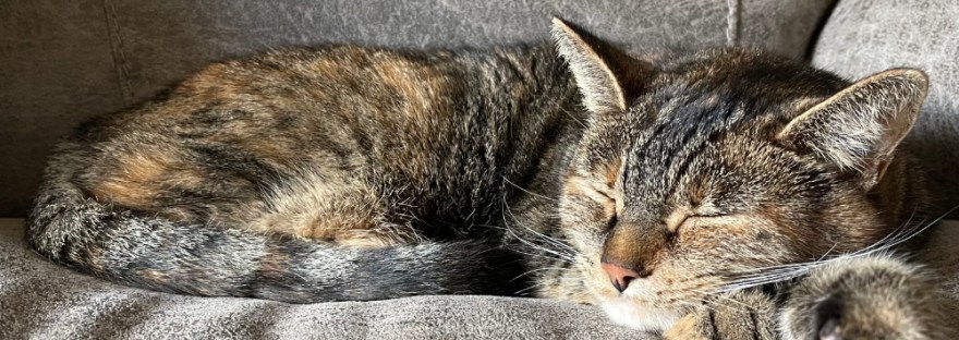 that darn cat on my spot on the couch every time