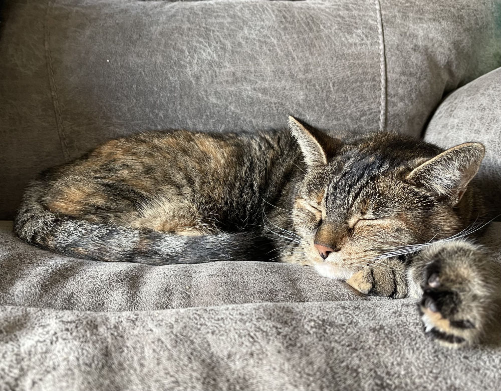 that darn cat on my spot on the couch every time