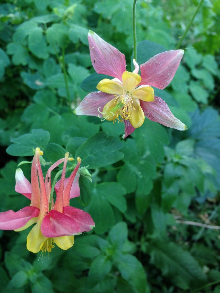 columbine in the garden