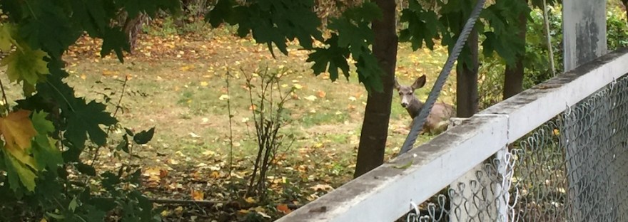 Mule deer hears us crossing the bridge.