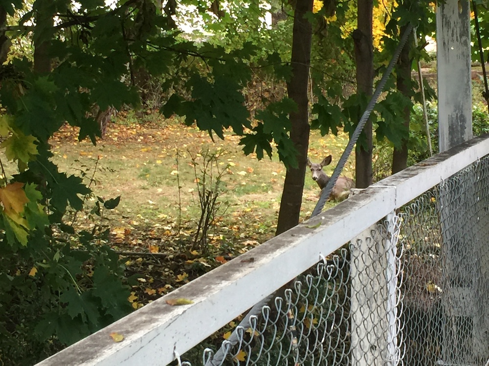 Mule deer hears us crossing the bridge.