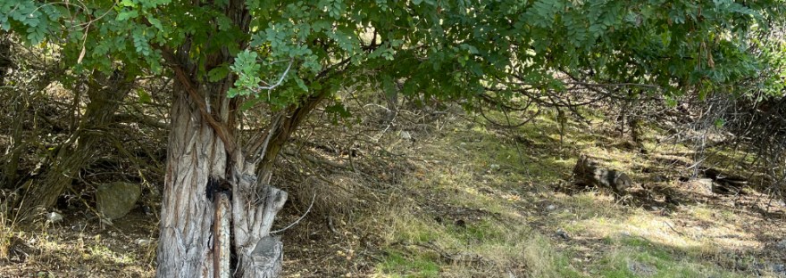 Locust tree grew around the fence