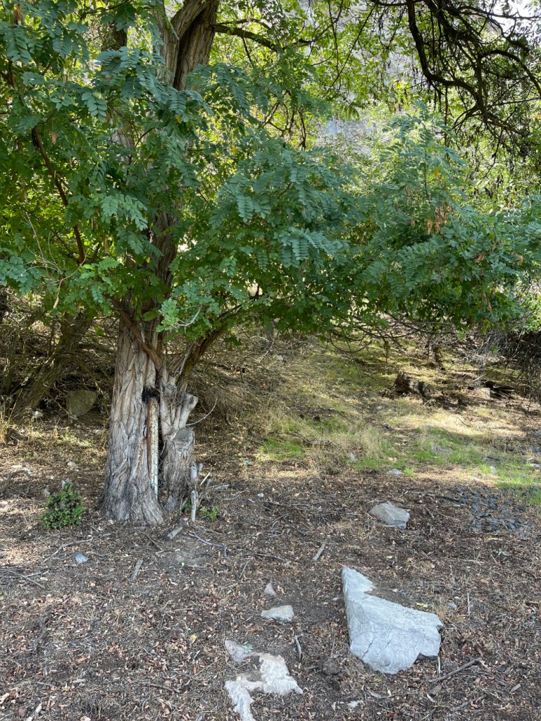 Locust tree grew around the fence