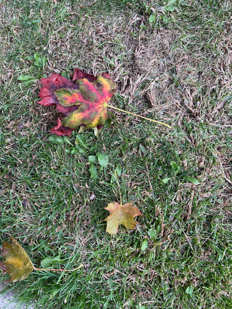 One Strange Maple Leaf: Green, Red, Yellow with a crisp red edge.