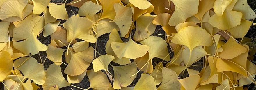 yellowing gingko leaves on sidewalk in autumn