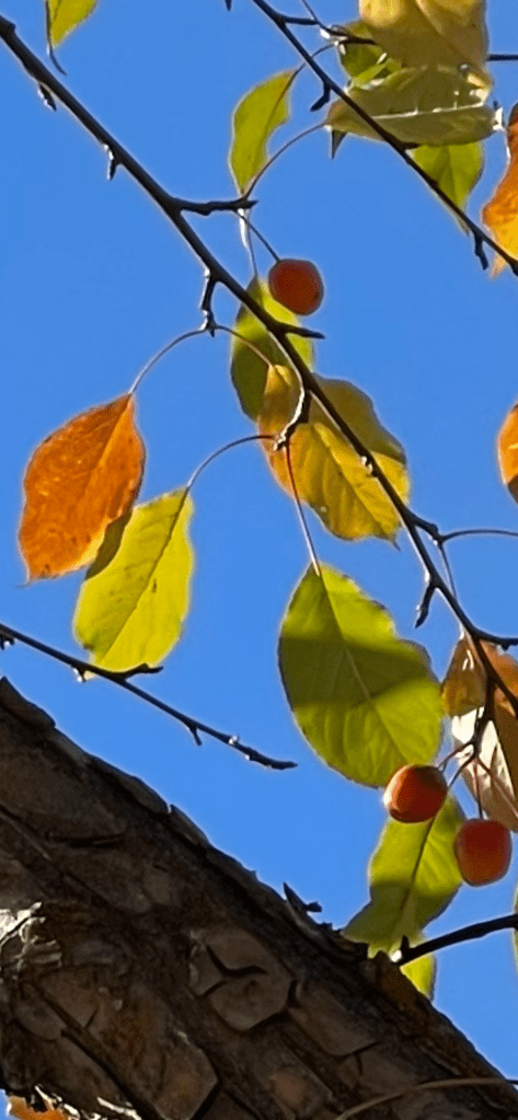 warmth of the winter sun, its rays filtered through the autumn leaves of the crab apple tree