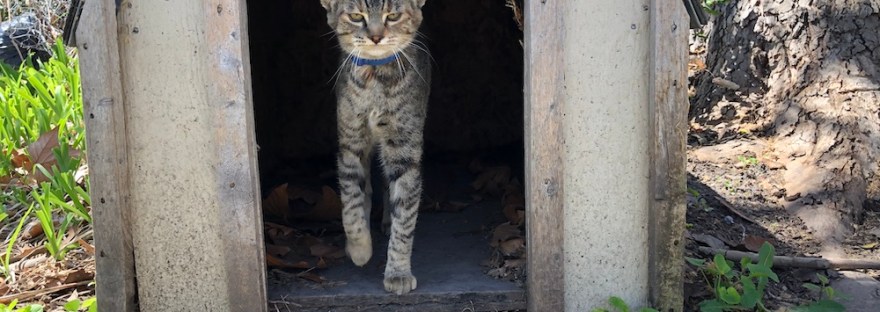 Our cat as a kitten investigating the dog house in her usual royal strut.