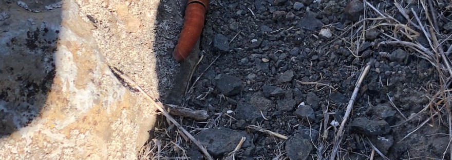 caterpillar on basalt rock
