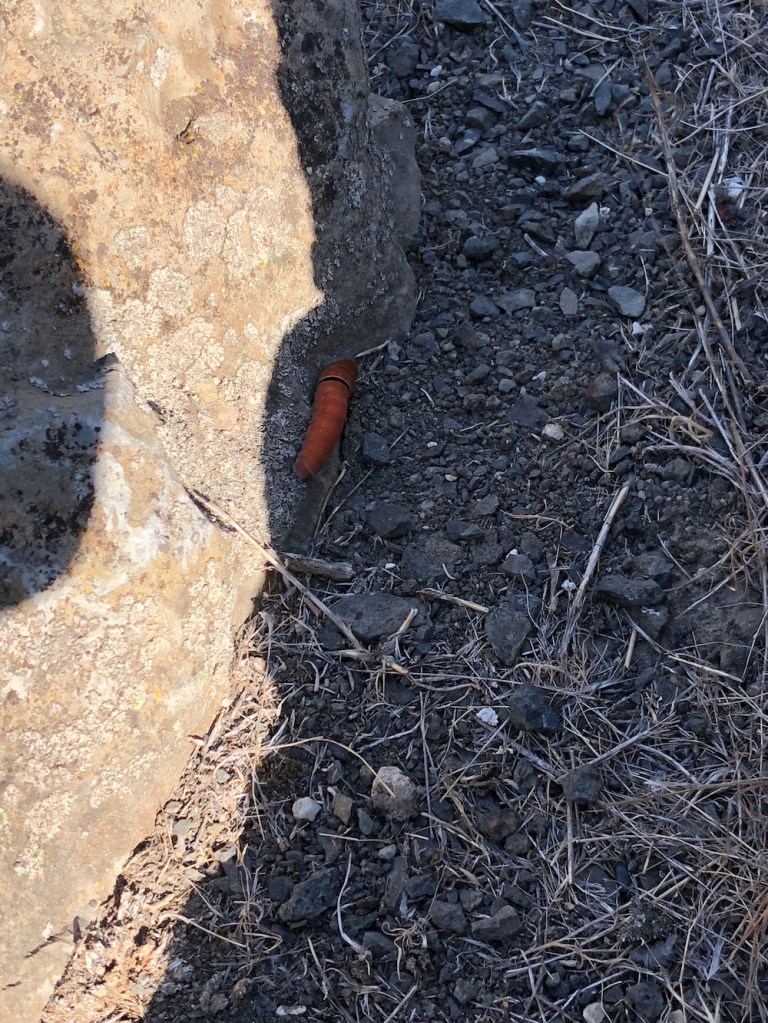 caterpillar on basalt rock at Odessa Craters near Odessa, WA