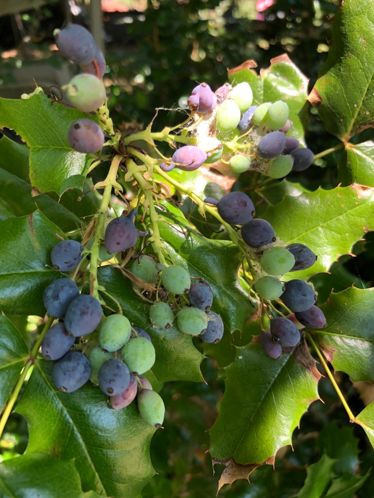 Oregon grape berries
