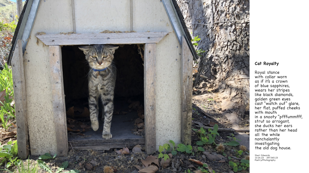 Our cat as a kitten investigating the dog house in her usual royal strut. with poem.