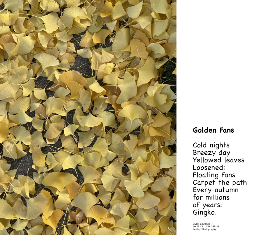 yellowing gingko leaves on sidewalk in autumn with poem