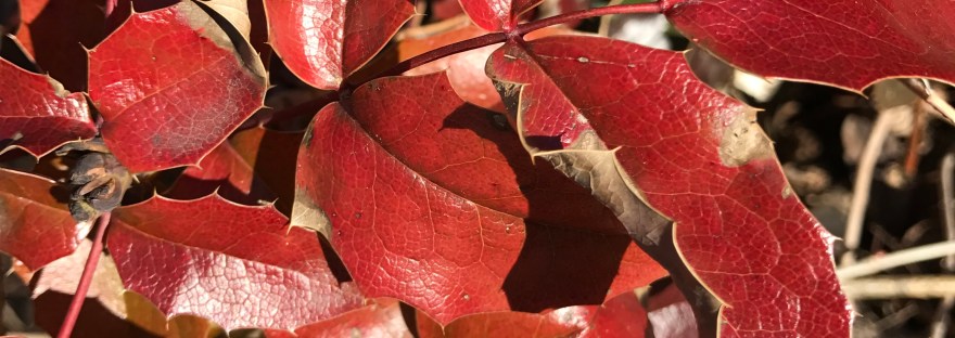Oregon Grape Mahonia aquifolium native to North American west Photo taken March, 2017 in my back yard in Washington State