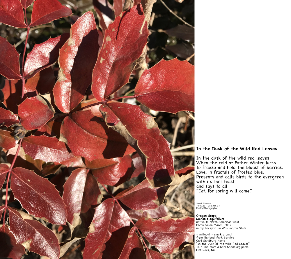 poem on photo of Oregon Grape
Mahonia aquifolium
native to North American west
Photo taken March, 2017
in my back yard in Washington State