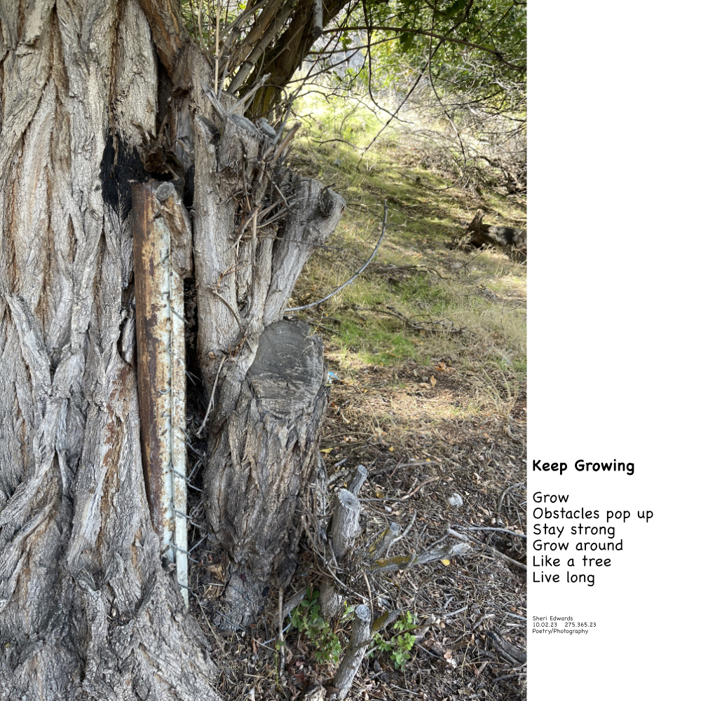 Fence inside the tree, which grew around it