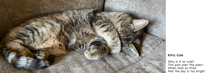 kitty covers eyes with furry paw for a cat nap on a bright October afternoon, lying in my spot on the couch