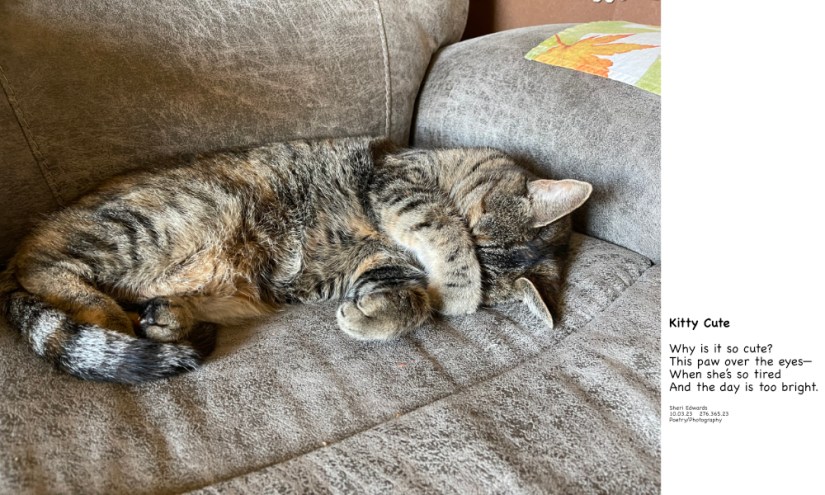 kitty covers eyes with furry paw for a cat nap on a bright October afternoon, lying in my spot on the couch