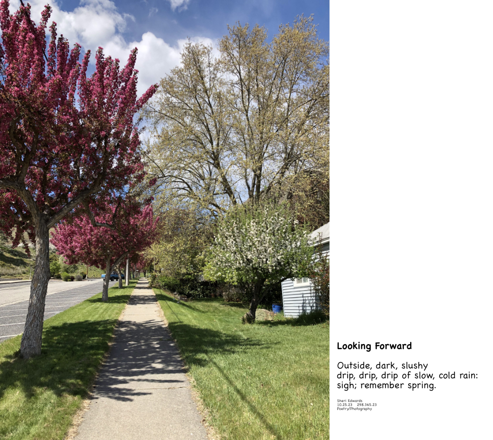 our spring yard: blooming crab apple, apple, pear barely visible and our sycamore just getting its leaves and poem