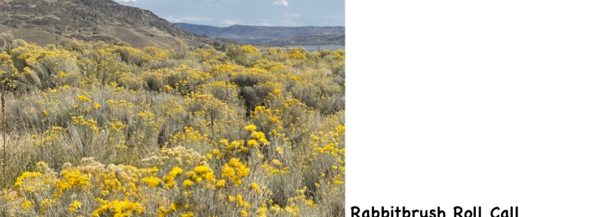 rabbitbrush: September, 2023 at Crescent Bay on Lake Roosevelt National Recreation Area